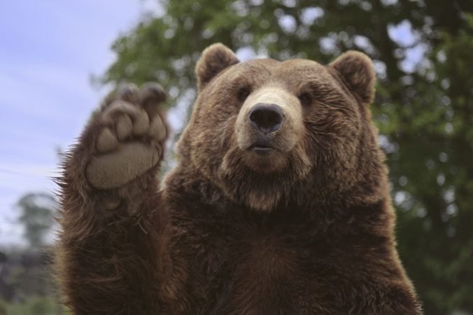 Obyvateľov v Rumunsku trápi medveď, ktorý sa vkráda do domov a pije miestny alkohol
