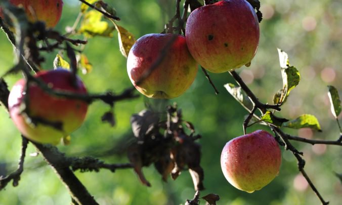 Európskym stromom roka je korkový dub z Portugalska, v elitnej desiatke aj jabloň z Bošáce