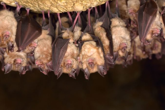 V Malých Karpatoch zimovalo vyše tisíc netopierov, ochranári museli ukončiť ich sčítanie