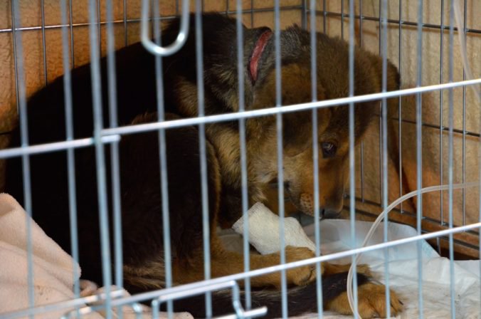 Polícia zadržala vyše sto šteniat a mačiek nelegálne prevážaných zo Slovenska