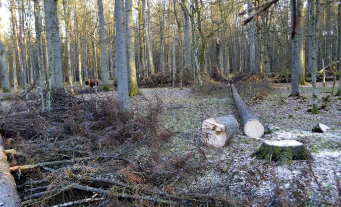 Súd oslobodil ekológov bojkotujúcich ťažbu v Bielovežskom pralese, rozsudok je ranou pre vládu