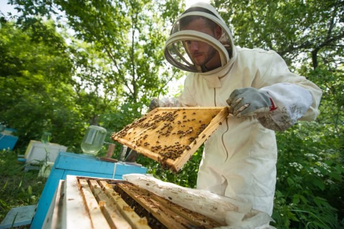 Záujem mladých o chov včiel podľa Matečnej klesá, ministerstvo chce nepriaznivý stav zvrátiť