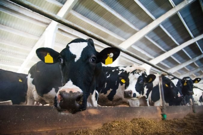 Nový Zéland sa snaží vyhubiť ochorenie dobytka, zabije preto 150-tisíc kráv