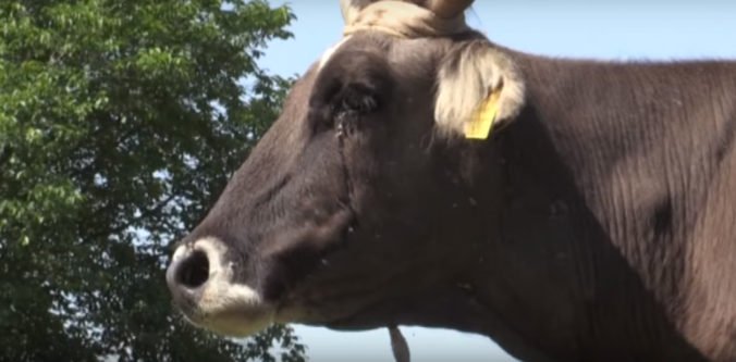 Srbsko navštívil netradičný migrant, bulharskú kravu môžu stáť nariadenia Európskej únie život