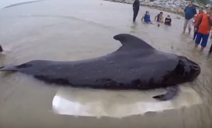 Video: Veľrybu zabili plasty, našli jej v bruchu 8 kíl igelitových tašiek