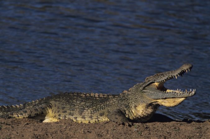 Krokodíl zabil pastora počas krstu v jazere Abaja