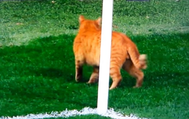 Video: Besiktas zaplatí pokutu za mačku na ihrisku počas zápasu Ligy majstrov