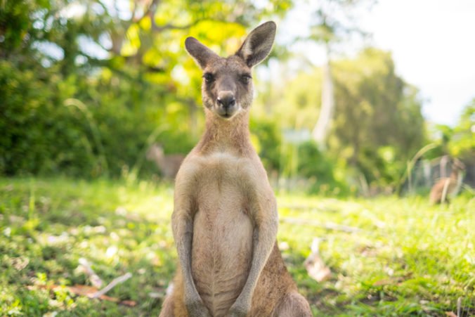 V Česku sa podarilo po takmer mesiaci chytiť zatúlanú kenguru