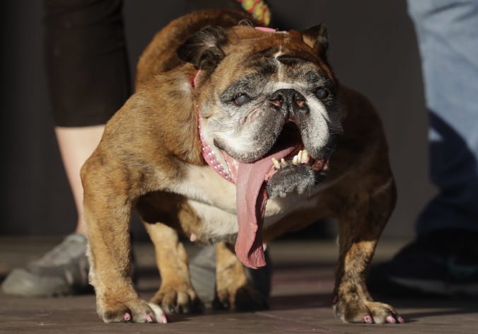 Foto: Najškaredším psom na svete je anglický buldog Zsa Zsa