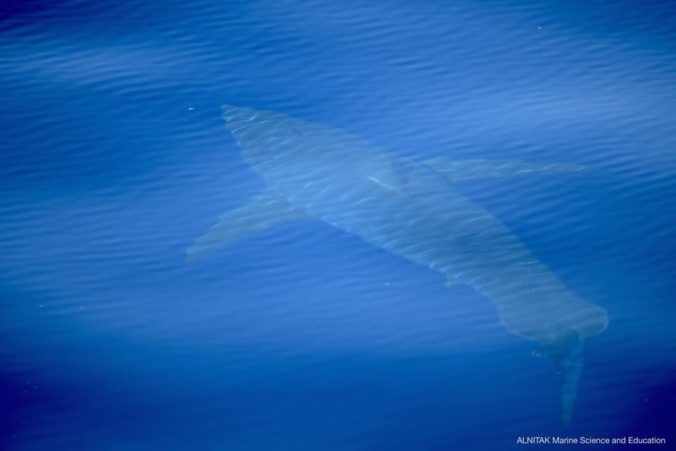 Foto: Pri Malorke videli po 30 rokoch žraloka modrého