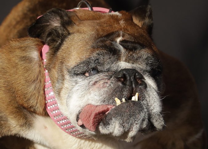 Foto: Najškaredší pes na svete zahynul niekoľko týždňov po zisku titulu