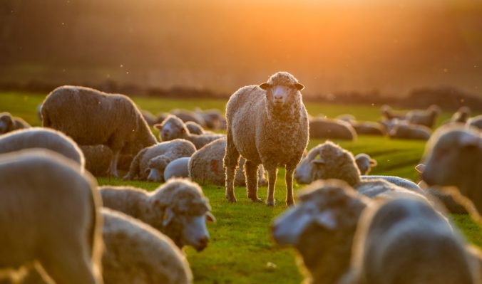 Bratislavskí ochranári opäť pasú ovce aj na rakúskych hrádzach pri Dunaji