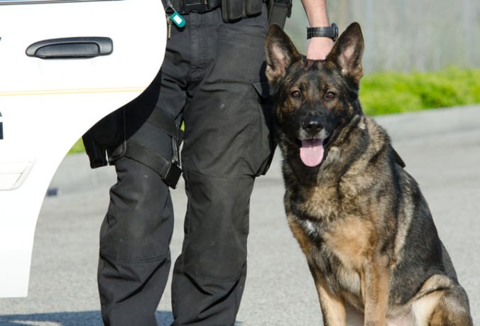 Muž v Denveri ukradol tri autá, po naháňačke uhryzol a škrtil policajného psa