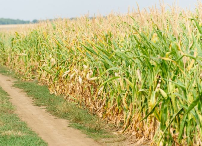 Vysoké teploty trápia aj poľnohospodárov, vplyv majú najmä na cukrovú repu, kukuricu a sóju