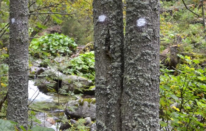 Podmienky ťažby dreva na Slovensku sa upravia, štátne lesy chcú investovať aj do technológií