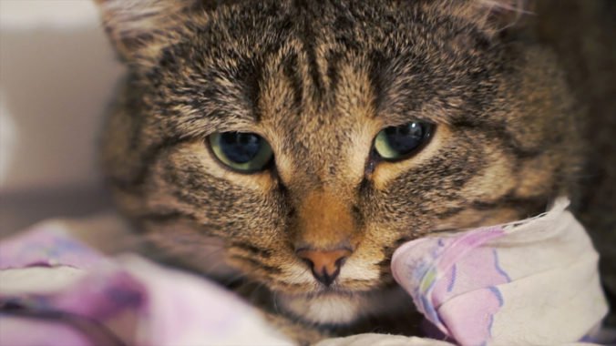 V americkom útulku usmrcovali mačiatka zmrazovaním bez ich uspatia
