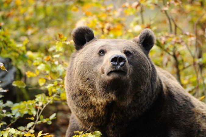 Medveď vystrašil ľudí v Rumunsku, zabil kozu a následne ušiel do školy