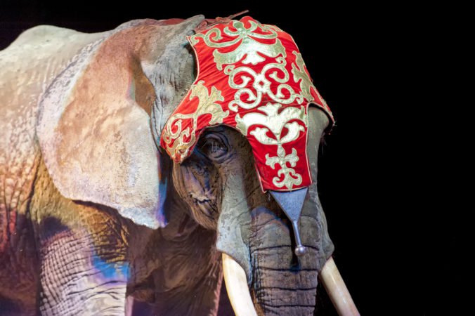 Trnavčania chystajú tichý protest proti týraniu zvierat v cirkusoch