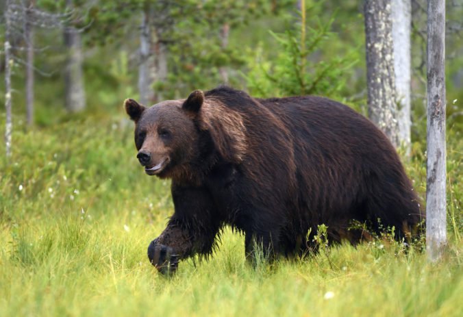 Na chlapca zaútočila samica medveďa grizlyho, jeho rodičia reagovali rýchlo a medvedicu odohnali