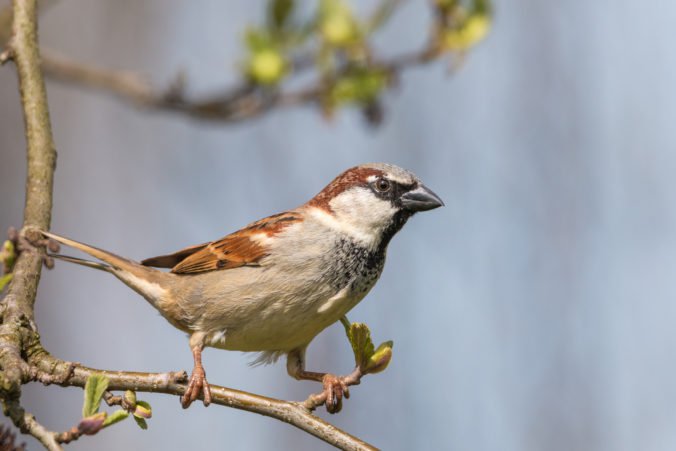 Na Slovensku i v Európe miznú bežné vtáčie druhy, ubúda vrabcov či kukučiek