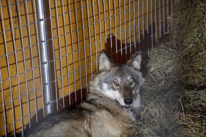 Uhynula samica vlka obyčajného, ktorú chceli premiestniť do Národného parku v Michigane