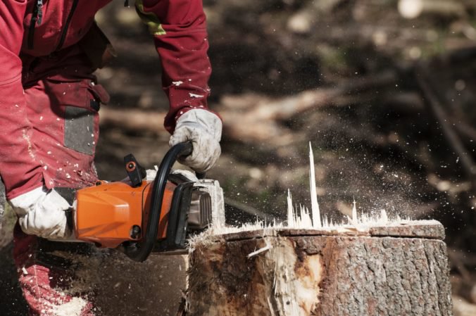 Na Devínskej Kobyle začali ťažiť drevo napriek odporu verejnosti