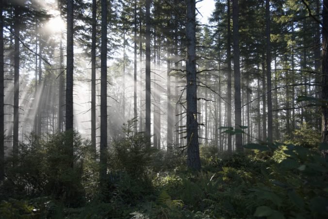 Kampaň štátnych lesov má zlepšiť imidž lesníkov, stretla sa však s kritikou ohľadom financovania