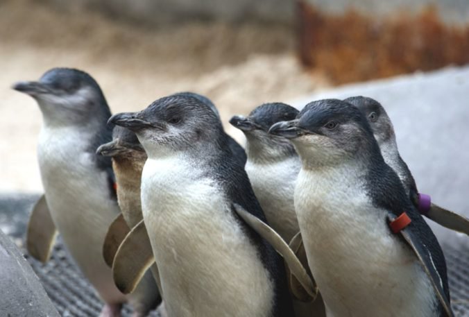 Desiatky tučniakov modrých na pláži v Tasmánii zrejme zabil pes, úrady hrozia vysokými pokutami