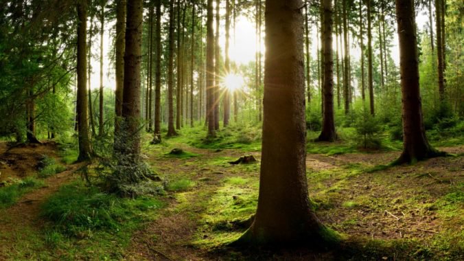 Analýza mala otvoriť odbornú diskusiu o slovenských lesoch, reagujú ochranári na kritiku lesníkov