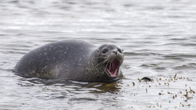 Britského rybára napadli desiatky agresívnych tuleňov s mláďatami, pri úteku uviazol na útese