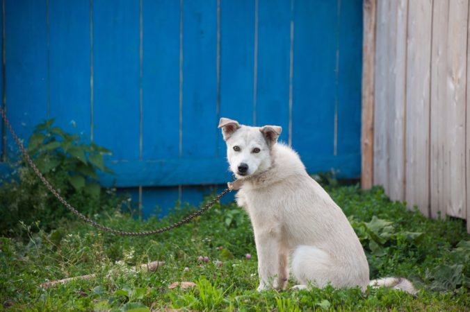 Petíciu za zákaz držania psov na reťazi už podpísalo vyše 30-tisíc ľudí