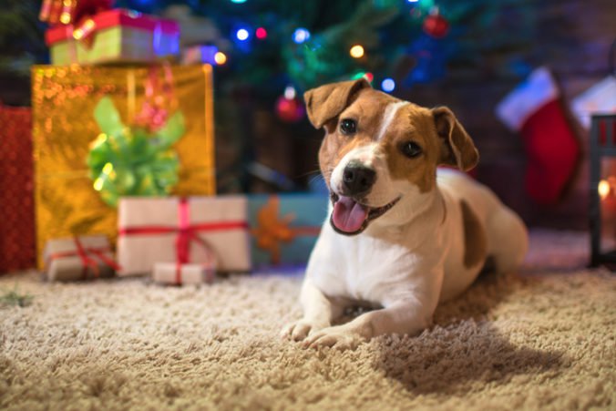 Útulky sa po Vianociach zapĺňajú zvieratami, kúpu psa pod stromček treba poriadne zvážiť