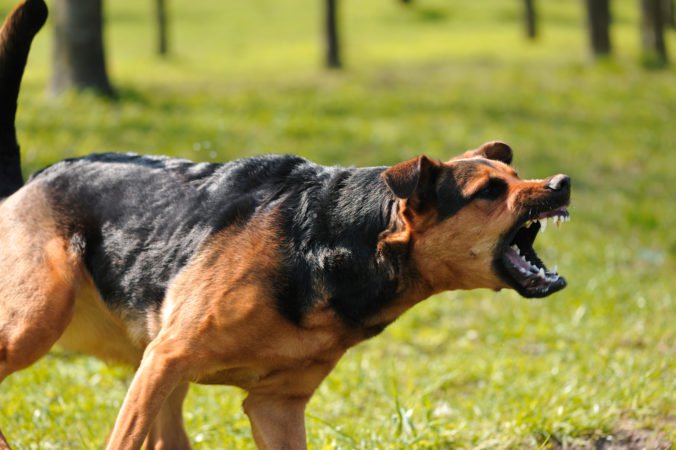 Poslanci žiadajú odstúpenie popradského viceprimátora Kavku pre útok jeho psov na srnca