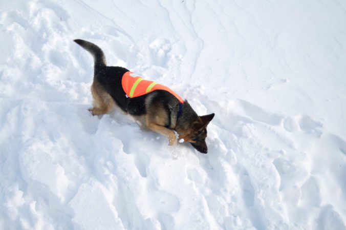 Horskí záchranári so psami hľadali turistu po páde lavíny, našli ho bez známok života