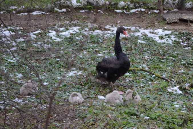 Foto: Zoologická záhrada Bratislava má prírastky, narodili sa mláďatá antilopy či čiernej labute