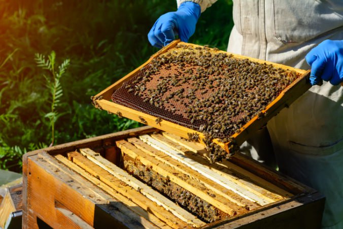 Výstava v Zlatých Moravciach priblíži 100 rokov miestneho včelárstva