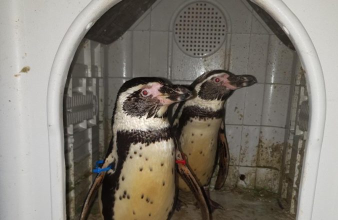 Foto: Polícii sa podarilo nájsť dvoch ukradnutých tučniakov, podozrivého zatkli