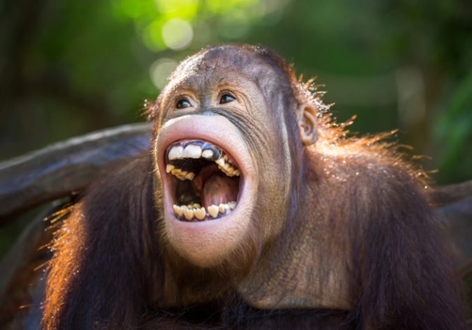 Dobrovoľníčka v zoo prišla o palec po tom, ako ju pri kŕmení uhryzol orangutan