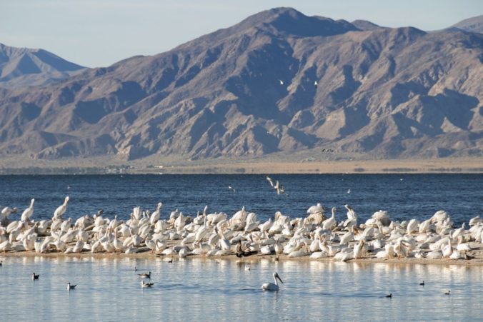 Pri jazere Salton Sea našli tisíce uhynutých kačíc aj čajok, príčinou je zrejme vtáčia cholera
