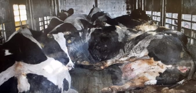 Video: Poliaci riešia škandál s bitúnkami, mäso z chorého dobytka sa mohlo dostať aj na Slovensko