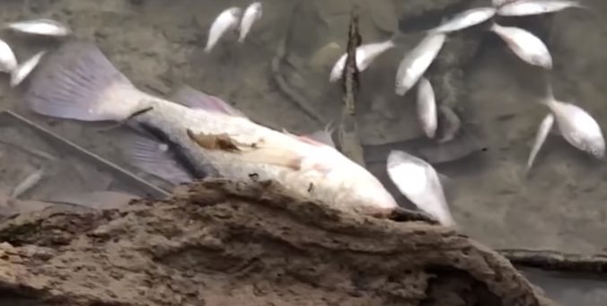 Video: V rieke Darling uhynuli státisíce rýb, za zlú kvalitu vody môže viacero faktorov