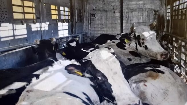 Mäso z chorých poľských kráv sa mohlo dostať aj na Slovensko, škandál bude mať podľa Matečnej dohru