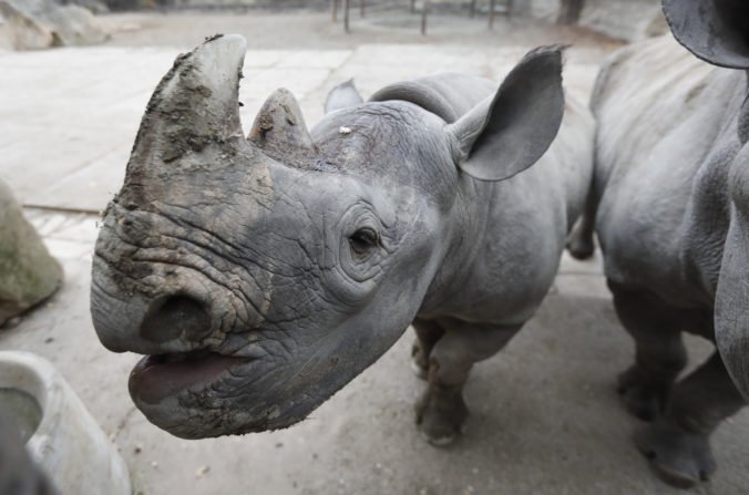 Video: Dievčatko spadlo do výbehu pre nosorožce, zachraňovali ho zamestnanci aj rodičia
