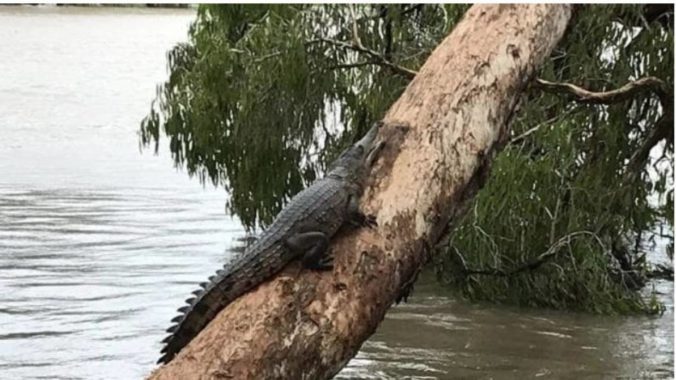 Video: V uliciach zaplaveného austrálskeho mesta Townsville sa objavili krokodíly