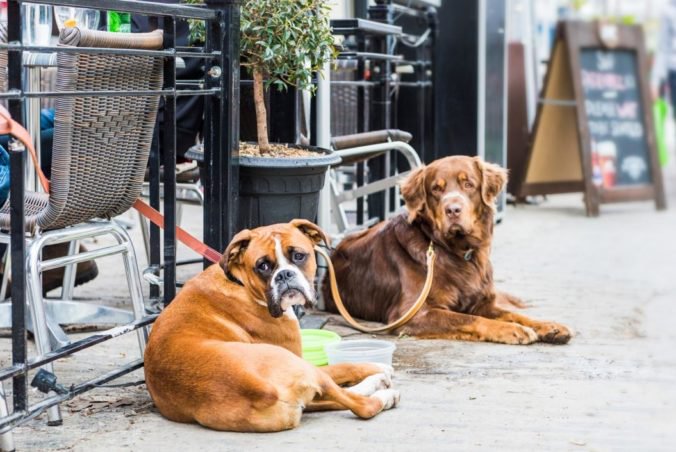 Psy budú mať naďalej zákaz vstupu do reštaurácií a kaviarní, poslanci nepodporili návrh novely