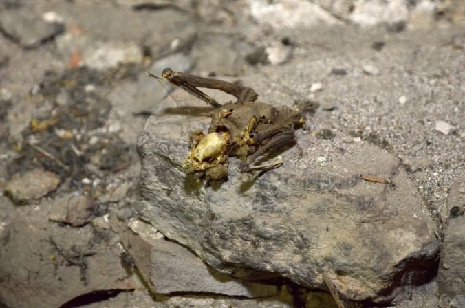 Turisti zničili v Slovenskom krase veľkú kolóniu netopierov, v jaskyni zapálili oheň