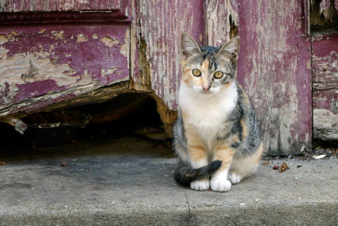 Banská Bystrica sa snaží brániť nekontrolovanému množeniu mačiek, prenášajú neliečiteľné choroby