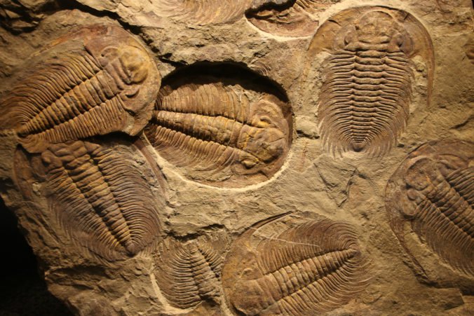 Západoslovenské múzeum v Trnave otvorí výstavu skamenelín, ktorá obsahuje tisícky kusov exponátov