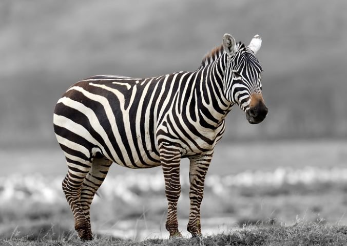Po sídlisku Klokočina behala zebra, z cirkusu ju vypustili opití chlapci