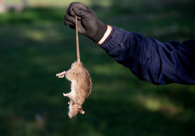 Drogy a telefóny pašovali do väznice v telách mŕtvych potkanov